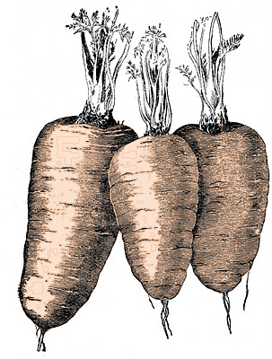 vintage carrots with color